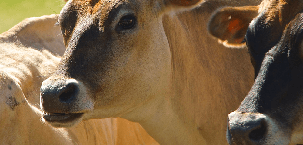 dairy-cows-1000x480-1